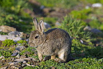 Juvenile European rabbit (Oryctolagus cuniculus). Skomer Island, Pembrokeshire Coast National Park, West Wales, UK. April
