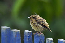 Robin fledgling (Erithacus rubecula) perched on garden fence. Somerset, UK. April