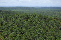 Aerial view of Oil Palm (Elaeis guineensis) plantation, Sabah, Malaysia, Borneo. April 2006.