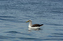 Buller's albatross (Thalassarche bulleri) on ocean five miles offshore from Kaikoura, South Island, New Zealand.