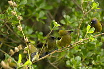 New Zealand bellbirds (Anthornis melanura), gathered near to a feeder, Tiri Tiri Matanga Island, North Island, New Zealand.