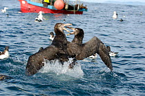 Two Northern / Hall's giant petrels (Macronectes halli) fighting over fish offal discarded from a fishing boat, off Kaikoura coast, South Island, New Zealand.