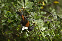 North Island Saddleback (Philesturnus rufusater) feeding on fruit in tree, Tiri Tiri Matanga Island, North Island, New Zealand.