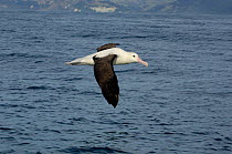 Northern royal albatross (Diomedea sandfordi)  in flight off the Kaikoura coast, South Island, New Zealand.