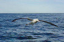 Southern royal albatross (Diomedea epomophora) coming in to land on the ocean, off Kaikoura, South Island, New Zealand.