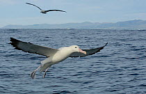 Southern royal albatross (Diomedea epomophora) braking to land on the ocean, off Kaikoura, South Island, New Zealand.