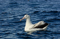 Southern royal albatross (Diomedea epomophora) on water, off Kaikoura coast, South Island, New Zealand.