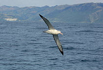 Northern royal albatross (Diomedea sandfordi) in flight over the ocean, Kaikoura, South Island, New Zealand.