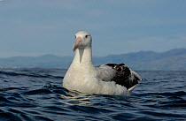 New Zealand albatross (Diomedea antipodensis) on water off Kaikoura coast, South Island, New Zealand.