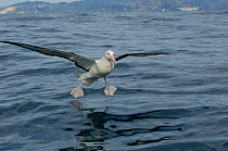 Southern royal albatross (Diomedea epomophora) coming in to land on ocean, Kaikoura coast, South Island, New Zealand.