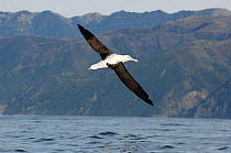 Royal albatross (Diomedea epomophora) Northern race, in flight off Kaikoura coast, South Island, New Zealand.