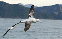 New Zealand albatross (Diomedea antipodensis) with Northern royal albatross (Diomedea sandfordi)  in background, Kaikoura coast, South Island, New Zealand.