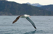 Northern royal albatross (Diomedea sandfordi) in flight off the Kaikoura coast, South Island, New Zealand.