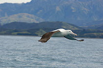 Northern royal albatross (Diomedea sandfordi) in flight off the Kaikoura coast, South Island, New Zealand.