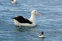 Northern royal albatross (Diomedea sandfordi) adult on sea with Cape pigeon (Daption capense), Kaikoura coast, South Island, New Zealand.