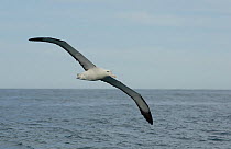 Northern royal albatross (Diomedea sandfordi) in flight over the ocean, Kaikoura coast, South Island, New Zealand.