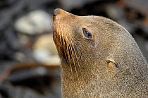 New Zealand fur seal (Arctocephalus forsteri), close up of adult on beach, Kaikoura coast, South Island, New Zealand.