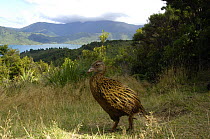 Weka (Gallirallus australis) Marlborough Sound, South Island, New Zealand.