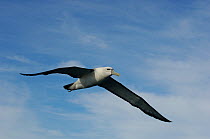White capped / Shy mollymawk (Diomedea cauta steadi) in flight off the Kaikoura coast, South Island, New Zealand.