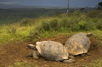 Two Galapagos giant tortoises (Geochelone elephantophus vandenburghi) on rim of volcano, Alcedo Volcano, Isabela Island, Galapagos Islands