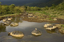 Galapagos giant tortoises (Geochelone elephantophus vandenburghi) in hot spring water, Alcedo Volcano crater floor, Isabela Island, Galapagos Islands