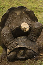 Galapagos giant tortoise (Geochelone elephantophus vandenburghi) mating pair, Alcedo Volcano crater floor, Isabela Island, Galapagos Islands