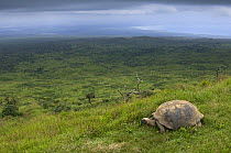 Galapagos giant tortoise (Geochelone elephantophus vandenburghi) in landscape, Alcedo Volcano, Isabela Island, Galapagos Islands