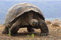 Galapagos giant tortoise (Geochelone elephantophus vandenburghi) walking, Alcedo Volcano crater floor, Isabela Island, Galapagos Islands