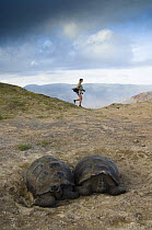 two Galapagos giant tortoises (Geochelone elephantophus vandenburghi) and fumaroles with Tui De Roy in the distance, Alcedo Volcano crater floor, Isabela Island, Galapagos Islands, model released