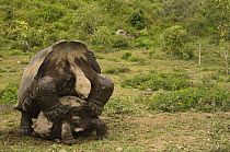 Galapagos giant tortoise (Geochelone elephantophus vandenburghi) mating pair, Alcedo Volcano crater floor, Isabela Island, Galapagos Islands