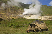 Galapagos giant tortoise (Geochelone elephantophus vandenburghi) grazing with steam vents in the background, Alcedo Volcano crater floor, Isabela Island, Galapagos Islands
