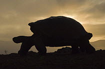 Silhouette of Galapagos giant tortoise (Geochelone elephantophus vandenburghi) walking, Alcedo Volcano crater floor, Isabela Island, Galapagos Islands