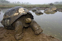 Galapagos giant tortoise (Geochelone elephantophus vandenburghi) emerging from hot spring water, Alcedo Volcano crater floor, Isabela Island, Galapagos Islands