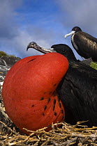 Male Great frigatebird (Fregata minor) with inflated pouch and female in background, Punta Cevallos, Española / Hood Island, Galapagos Islands