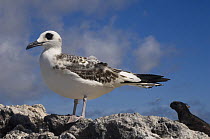 Juvenile Swallow tailed gull (Larus / Creagrus furcatus) and Marine iguana (Amblyrhynchus cristatus) Punto Cevallos, Espaola / Hood Island, Galapagos Islands