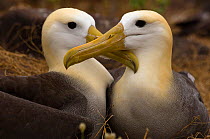 Waved albatross (Phoebastria irrorata) pair at nest after change over for incubation, Punta Suarez, Española Island, Galapagos Islands