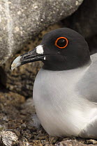 Swallow tailed Gull (Larus / Creagrus furcatus) on nest, Punto Cevallos, Española / Hood Island, Galapagos Islands