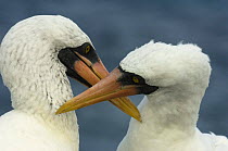 Nazca boobies (Sula dactylatra granti) pair, mutual preening, Punta Cevallos, Española / Hood Island, Galapagos Islands