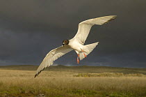 Swallow tailed gull (Larus furcatus) flying, note tagging ring, Punto Cevallos, Española / Hood Island, Galapagos Islands