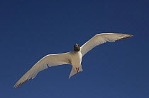 Swallow-tailed Gull (Larus furcatus) flying, Punto Cevallos, Española / Hood Island, Galapagos Islands