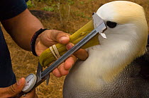 Measuring bill size of Waved albatross (Phoebastria irrorata) Punta Suarez, Española / Hood Island, Galapagos Islands