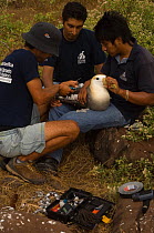 Attaching satellite tracking device to Waved albatross (Phoebastria irrorata) Punta Suarez, Española / Hood Island, Galapagos Islands