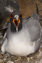 Swallow-tailed Gull (Creagrus furcatus) calling on nest, Punto Cevallos, Española / Hood Island, Galapagos Islands