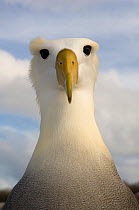 Waved albatross (Phoebastria irrorata) portrait, Punta Cevallos, Espaola Island, Galapagos Islands