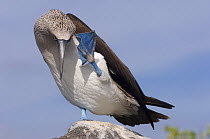 Blue-footed booby (Sula nebouxii excisa) scratching, Punta Cevallos, Española / Hood Island, Galapagos Islands