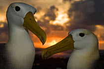 Waved albatross (Phoebastria irrorata) pair at sunset, Punta Cevallos, Española Island, Galapagos Islands