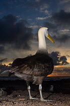 Waved albatross (Phoebastria irrorata) rear view, Punta Cevallos, Espaola Island, Galapagos Islands