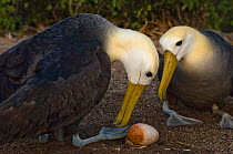 Waved albatross (Phoebastria irrorata) pair at nest, change over for egg incubation, Punta Cevallos, Española Island, Galapagos Islands