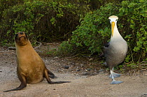 Waved albatross (Phoebastria irrorata) and Galapagos sealion (Zalophus californianus wollebaeki) Punta Cevallos, Española Island, Galapagos Islands