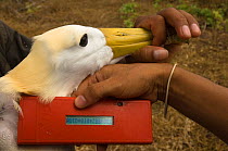 Reading PIT tag of Waved albatross (Phoebastria irrorata) Punta Suarez, Española / Hood Island, Galapagos Islands
